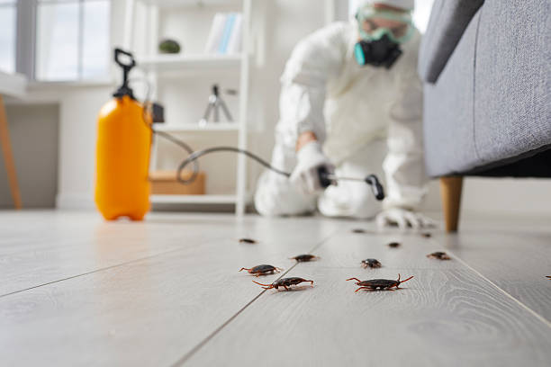 Commercial Kitchen Cockroach Control in Kingston